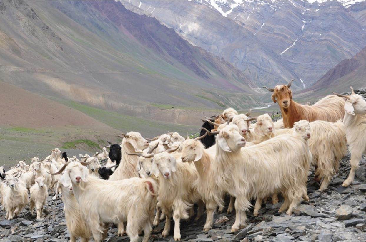 Монгольские козы фото