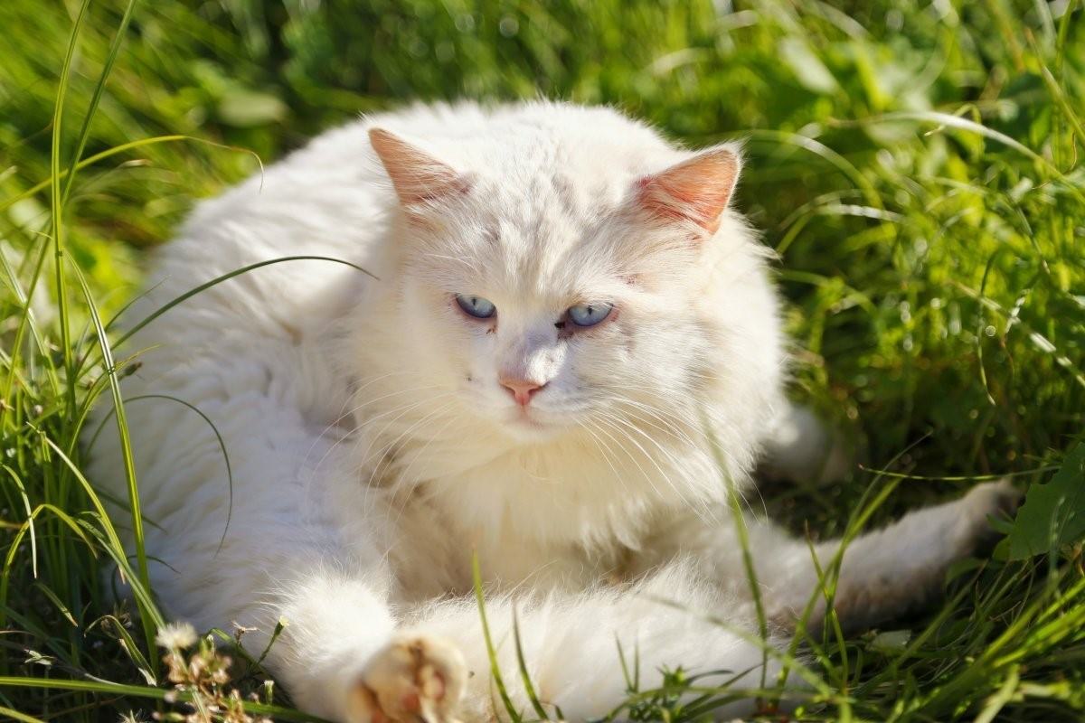 Белые кошки фото с голубыми глазами белые