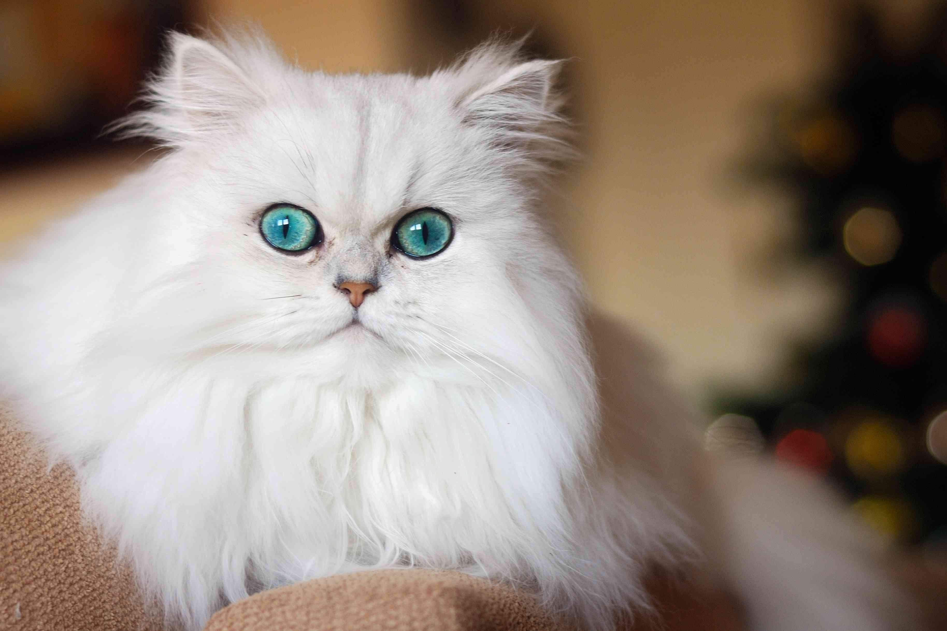 Фото персидской кошки белого цвета