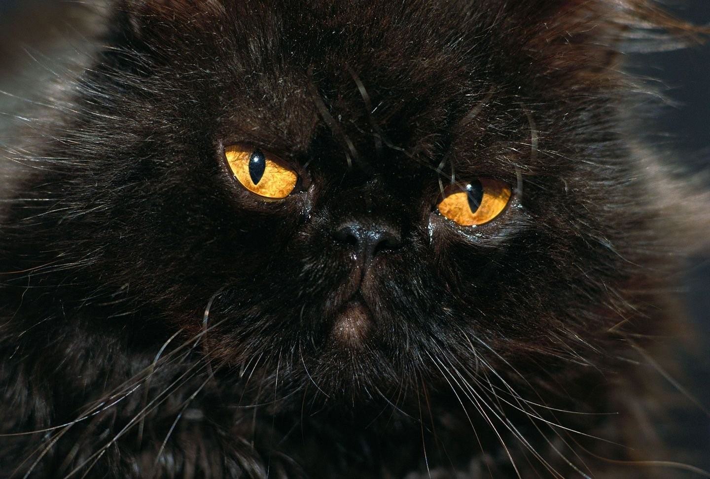 Кошка Перситская чёрная