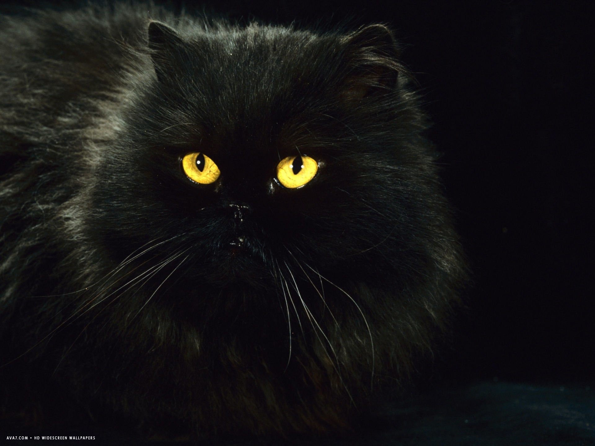 Черная персидская кошка фото