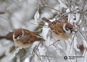 Зимующие птицы ярославской области