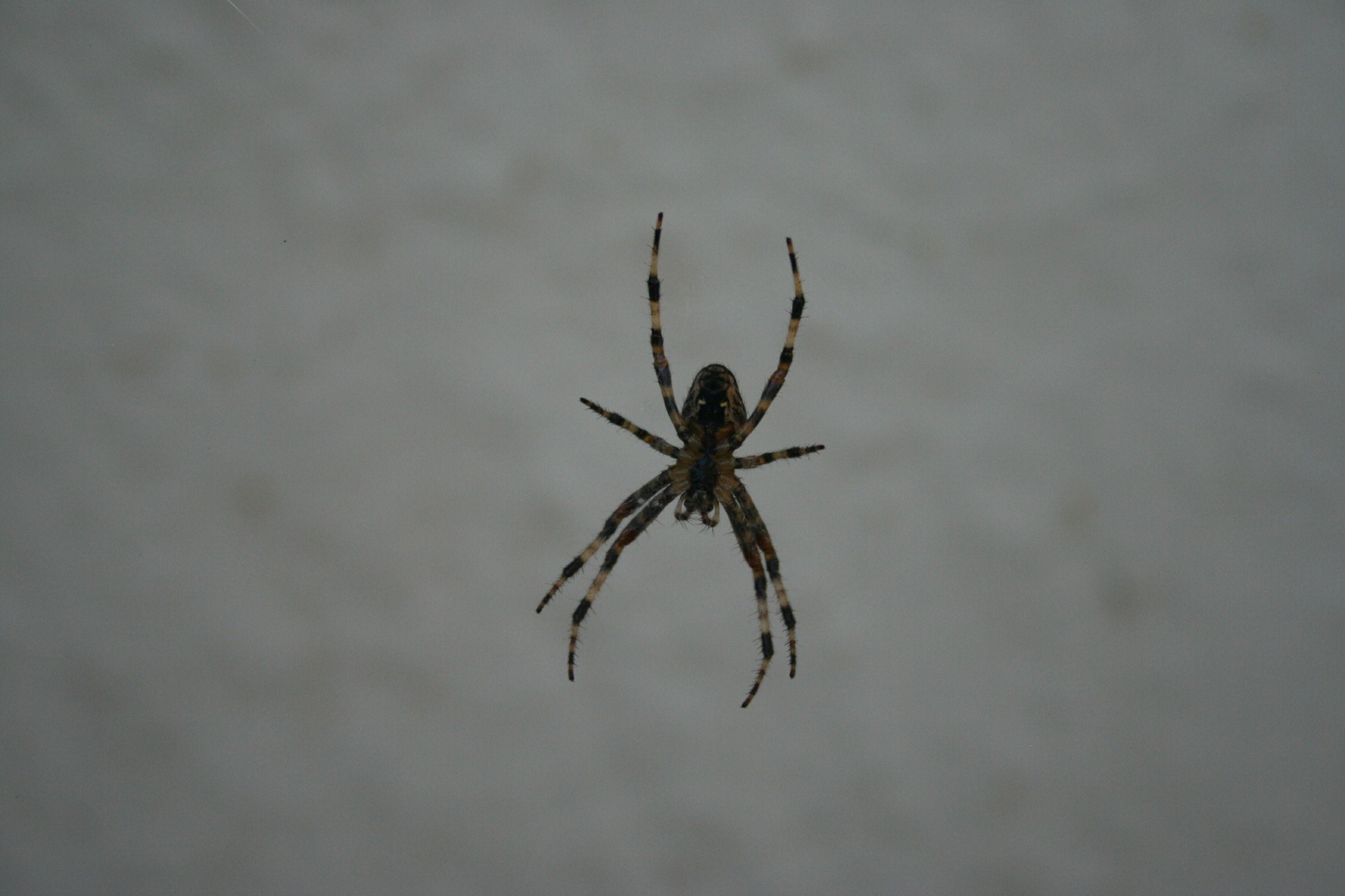 Серый паук с полосами