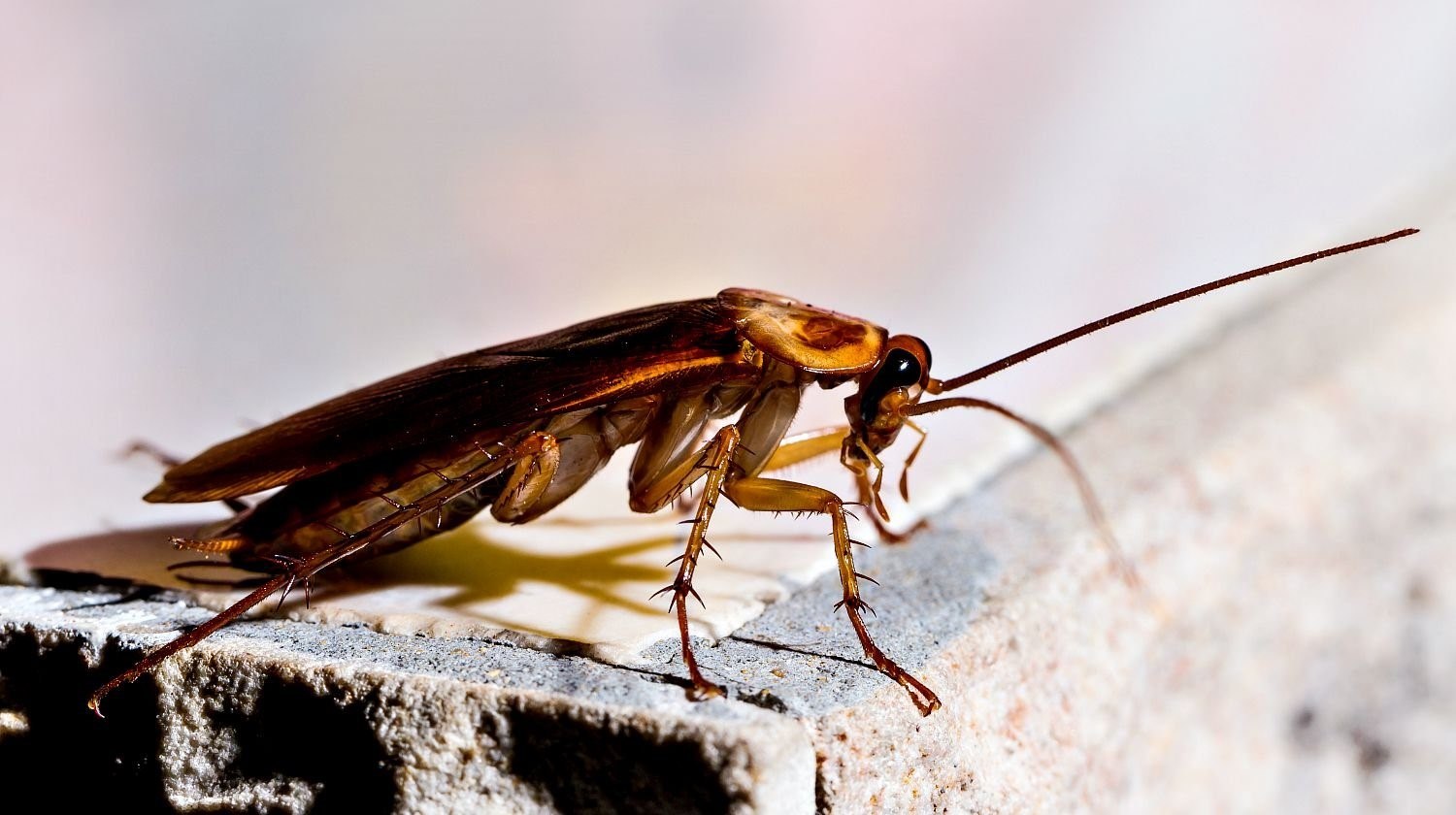 Тараканы к чему снятся женщине живые бегающие. Тараканы насекомые. Таракан с крыльями. Насекомое похожее на таракана. Летающие тараканы.