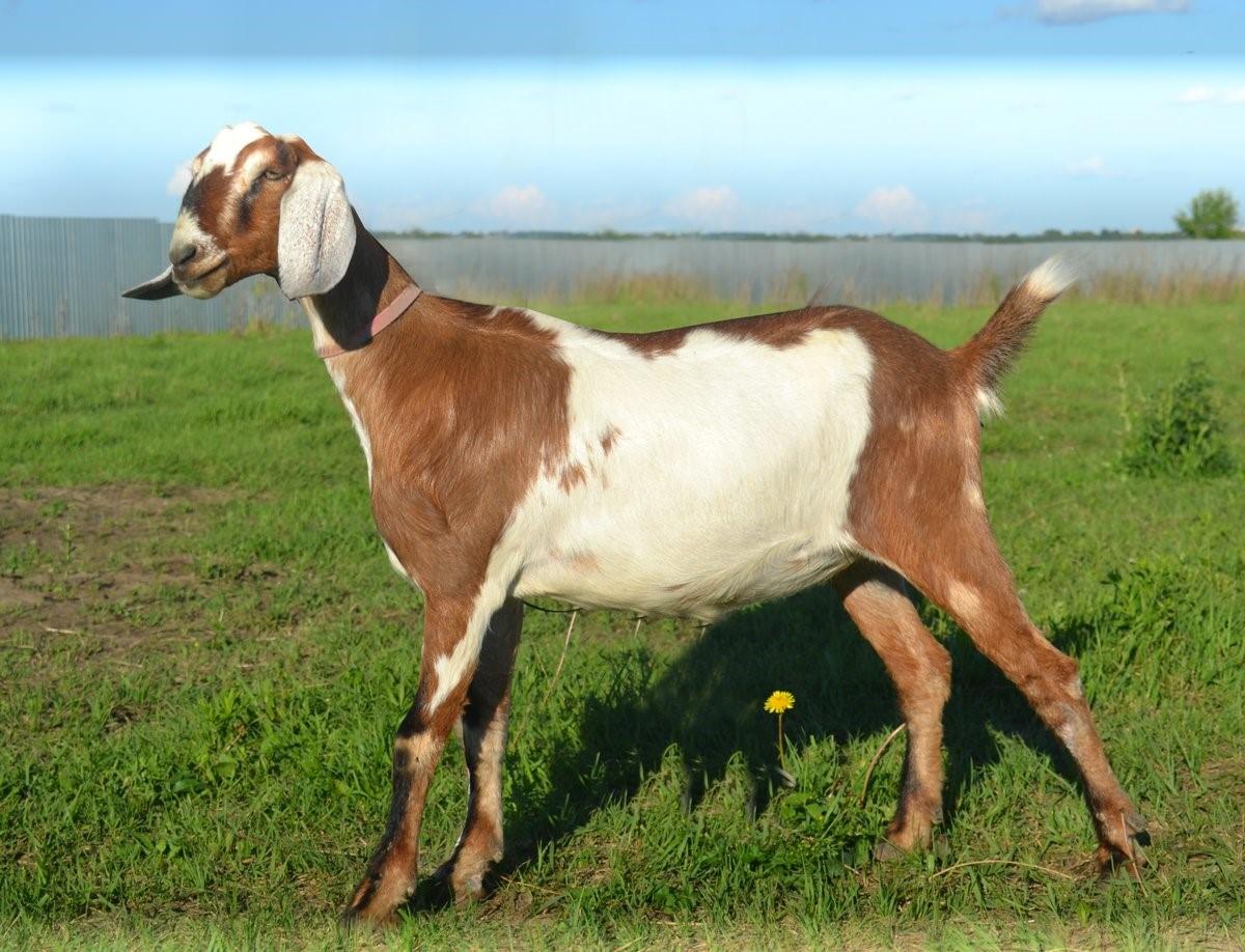 Купить козу нубийской породы. Коза нубийской породы. Англо-нубийская коза. Нубийские козы нубийские козы. Альпийско нубийские козы.