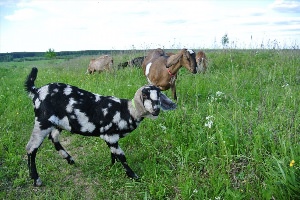 Заано нубийские козы