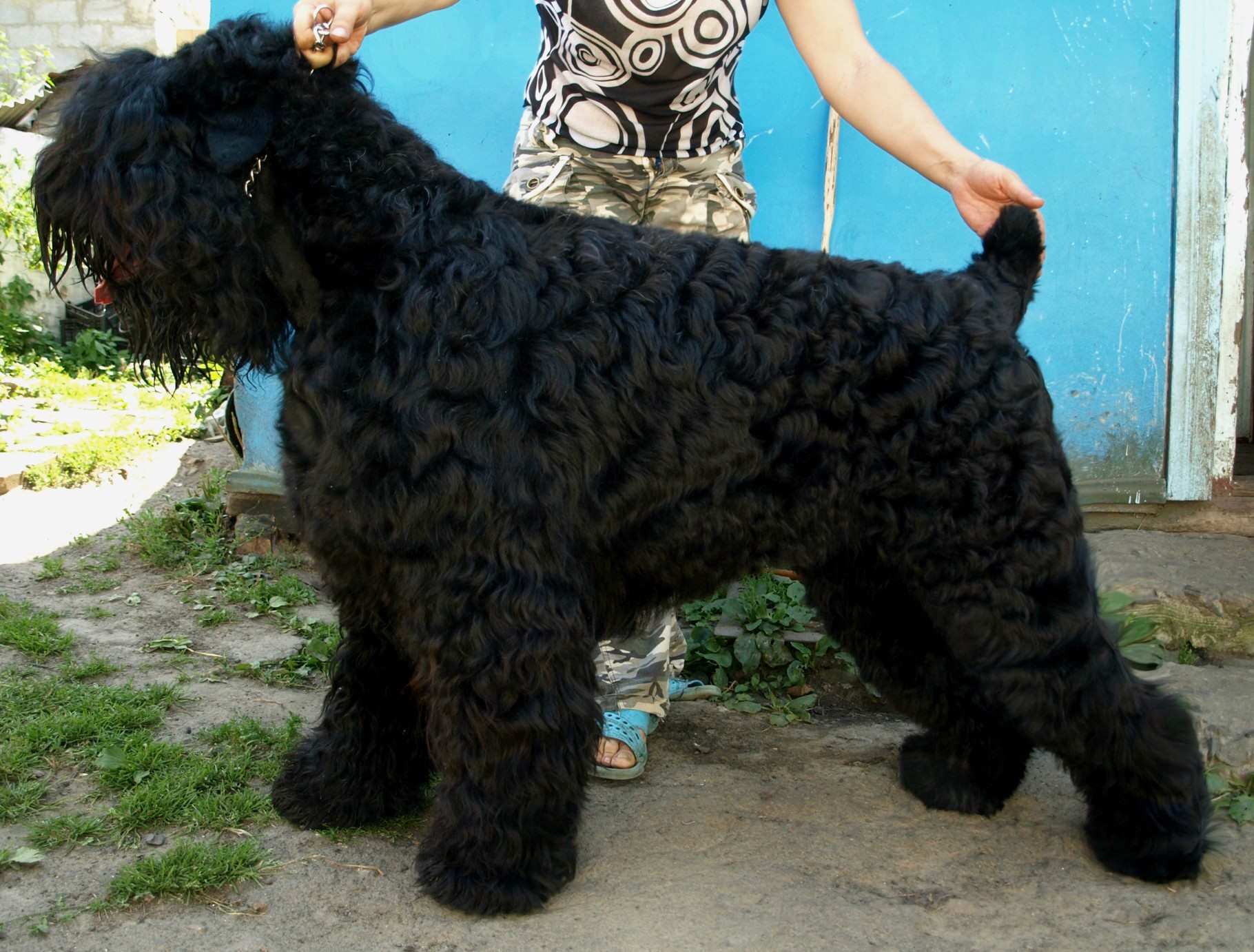 Собака сталина черный русский терьер фото