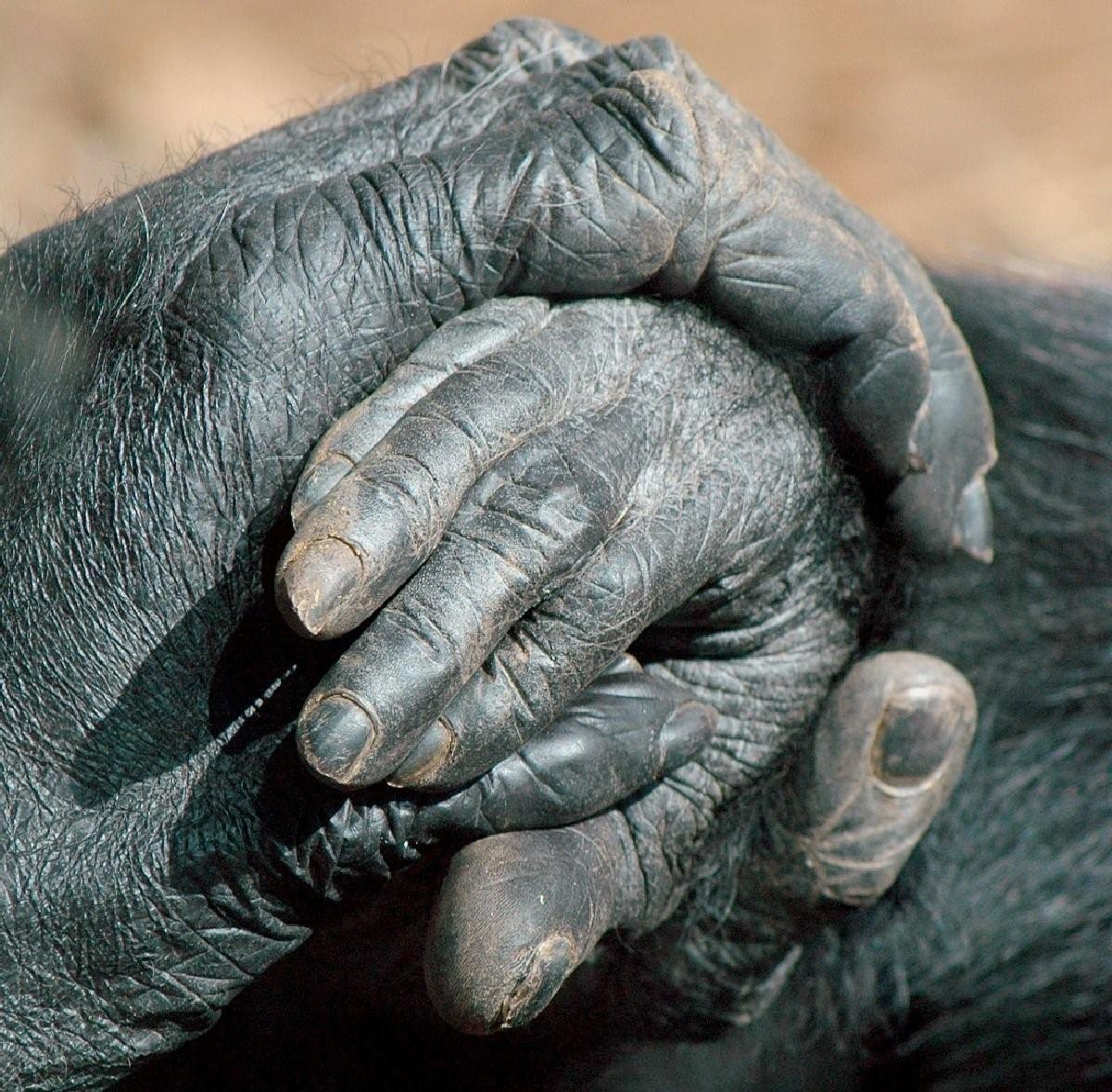 Шимпанзе конечности. Ногти шимпанзе.