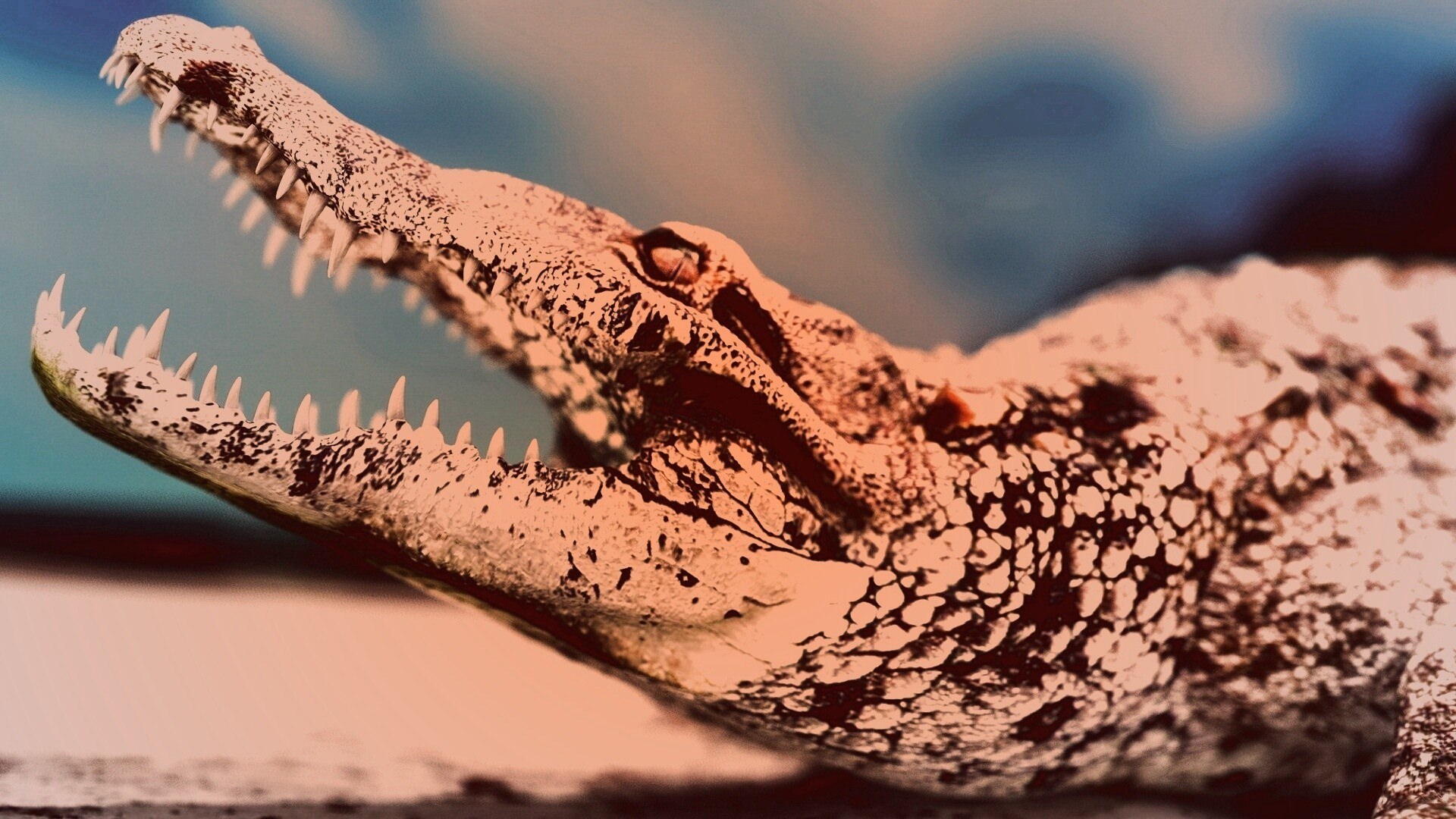 Класс пресмыкающиеся зубы. Коричневый крокодил выглядывает из воды.