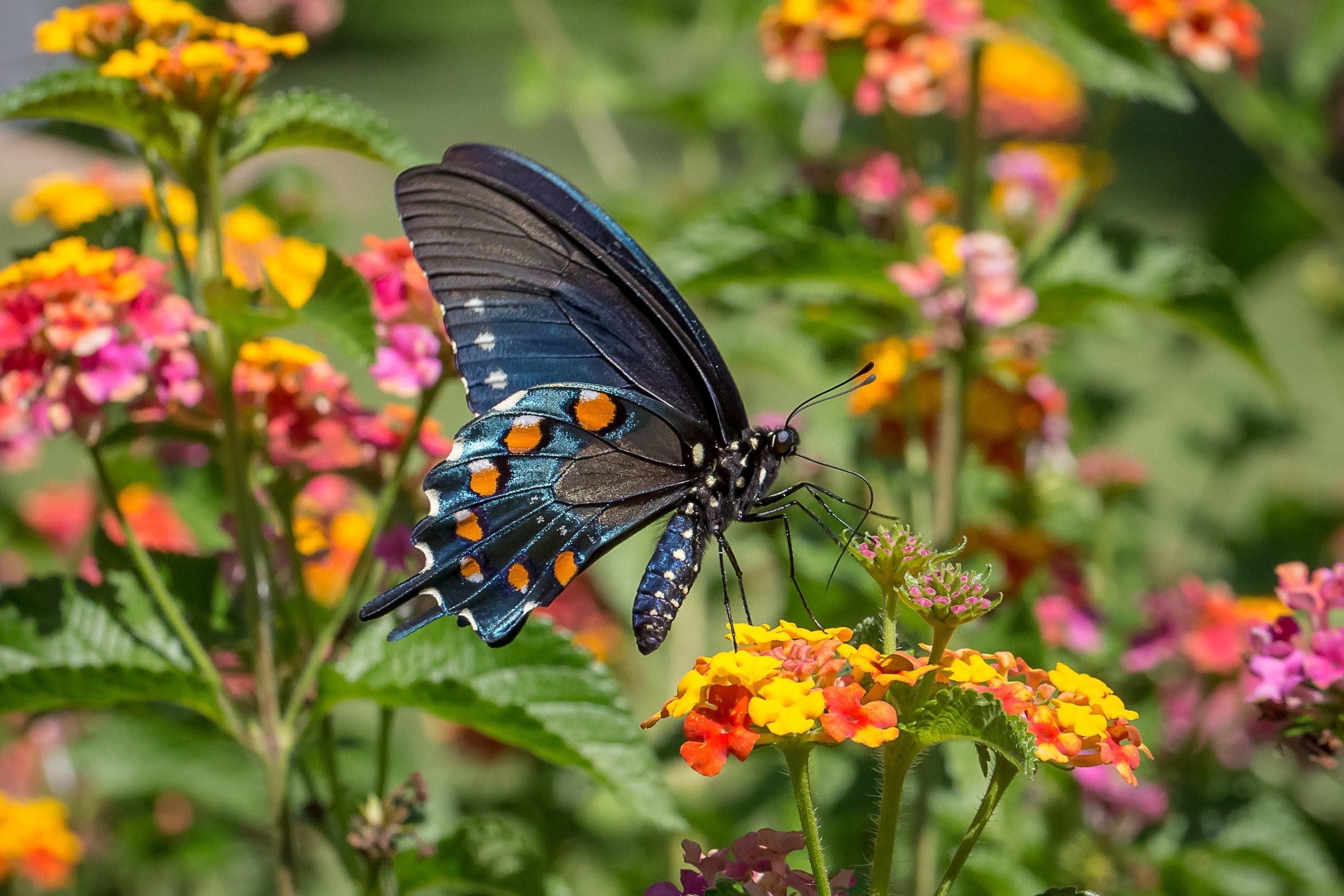 Красивые бабочки на цветах. Олимпиус Инферно бабочка. Красивые бабочки. Яркие бабочки.