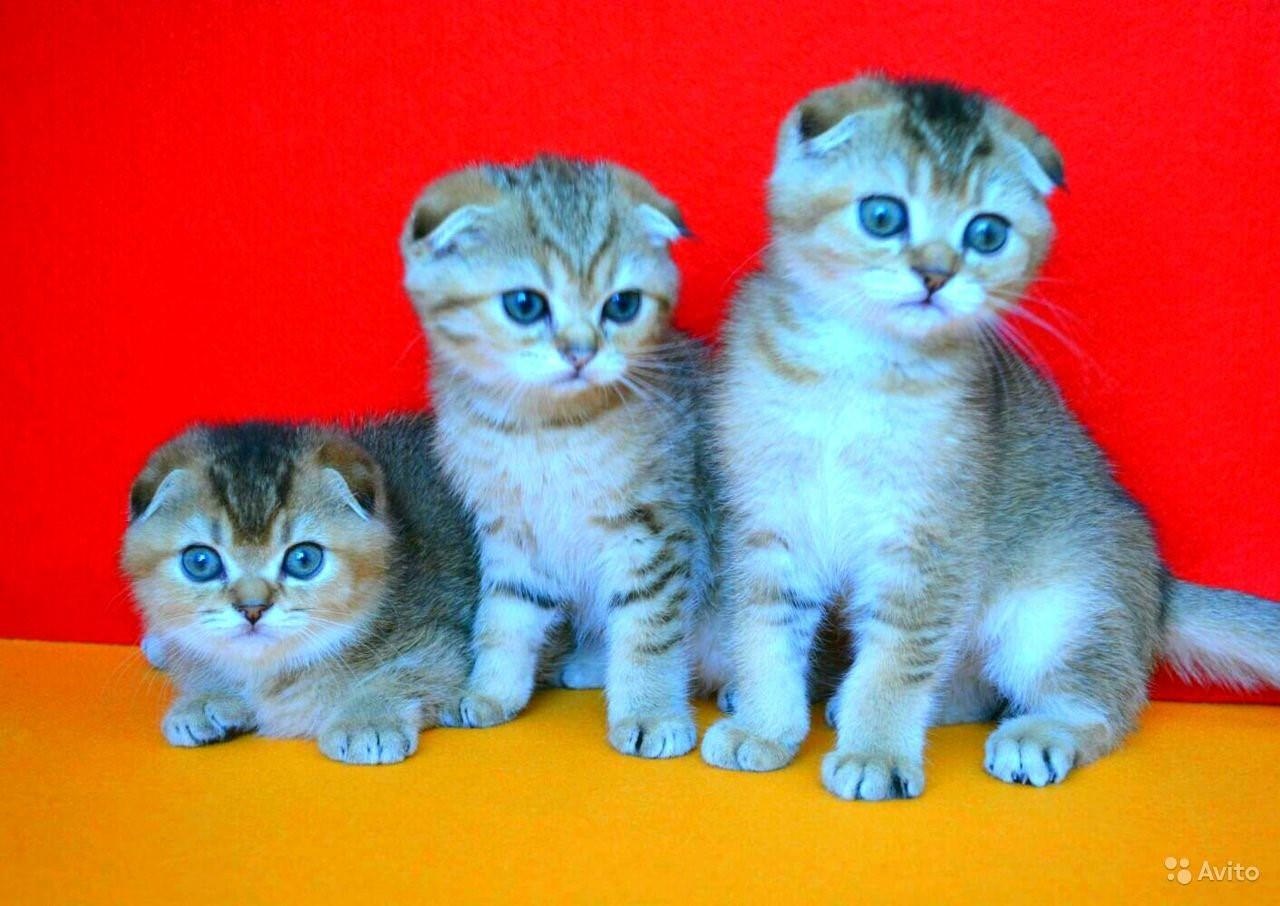 шотландские котята окрасы фото и названия