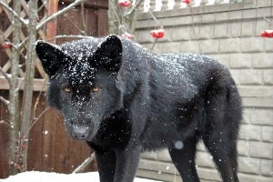 Собака скрещенная с волком порода