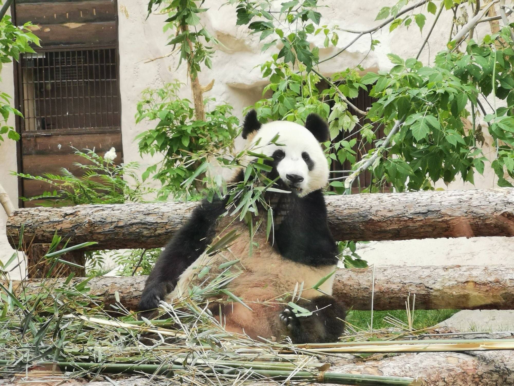 Панда живет в зоопарке. Панда жуи в Московском зоопарке. Панда Пинь-Пинь Московский зоопарк. Панда в Московском зоопарке. Панда Ань-Ань Московский зоопарк.