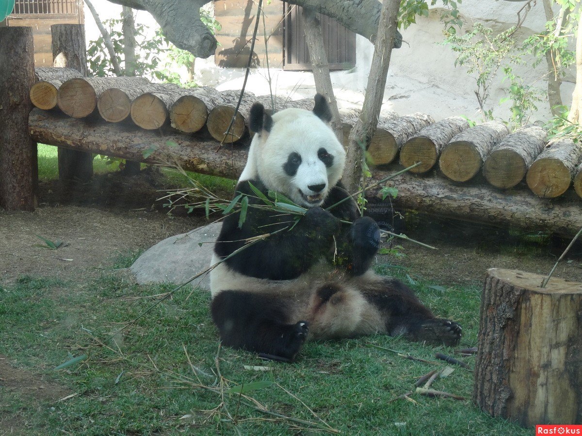 Зоопарк увидеть панду. Панда в Московском зоопарке. Панда в зоопарке Москвы. Панда в Московском зоопарке 2022. Панда в Московском зоопарке 2021.