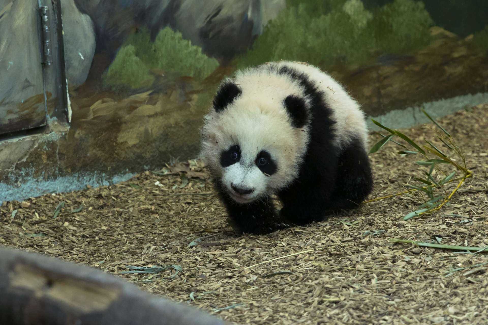 Где панды в московском зоопарке. Новосибирский зоопарк Панда. Панда в Московском зоопарке. Московский зоопарк Панда динди. Панды в Новосибирском зоопарке.