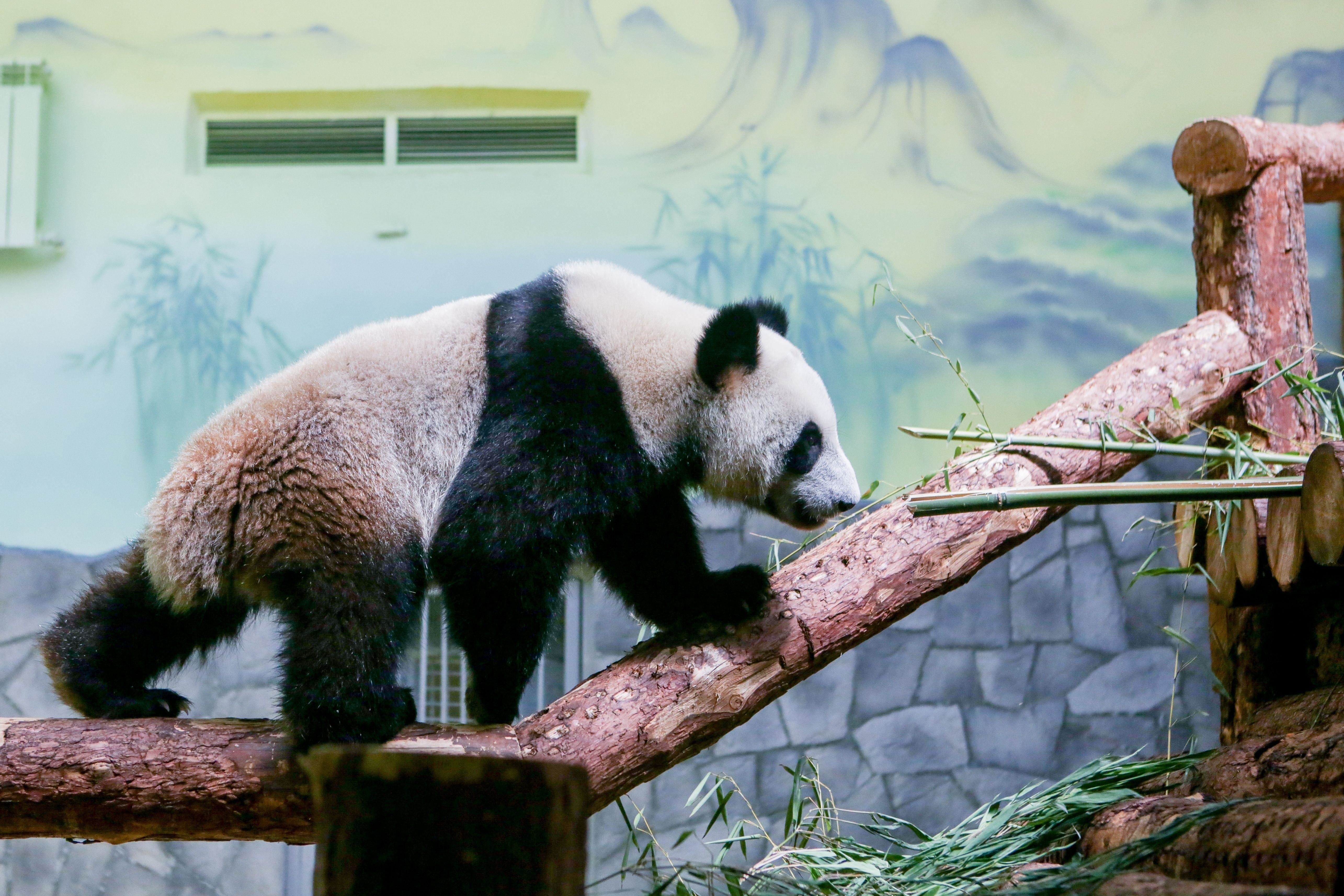 Панда живет в зоопарке. Большая Панда в Московском зоопарке. Фауна Китая Московский зоопарк. Панда жуи в Московском зоопарке. Московский зоопарк Москва Панда.