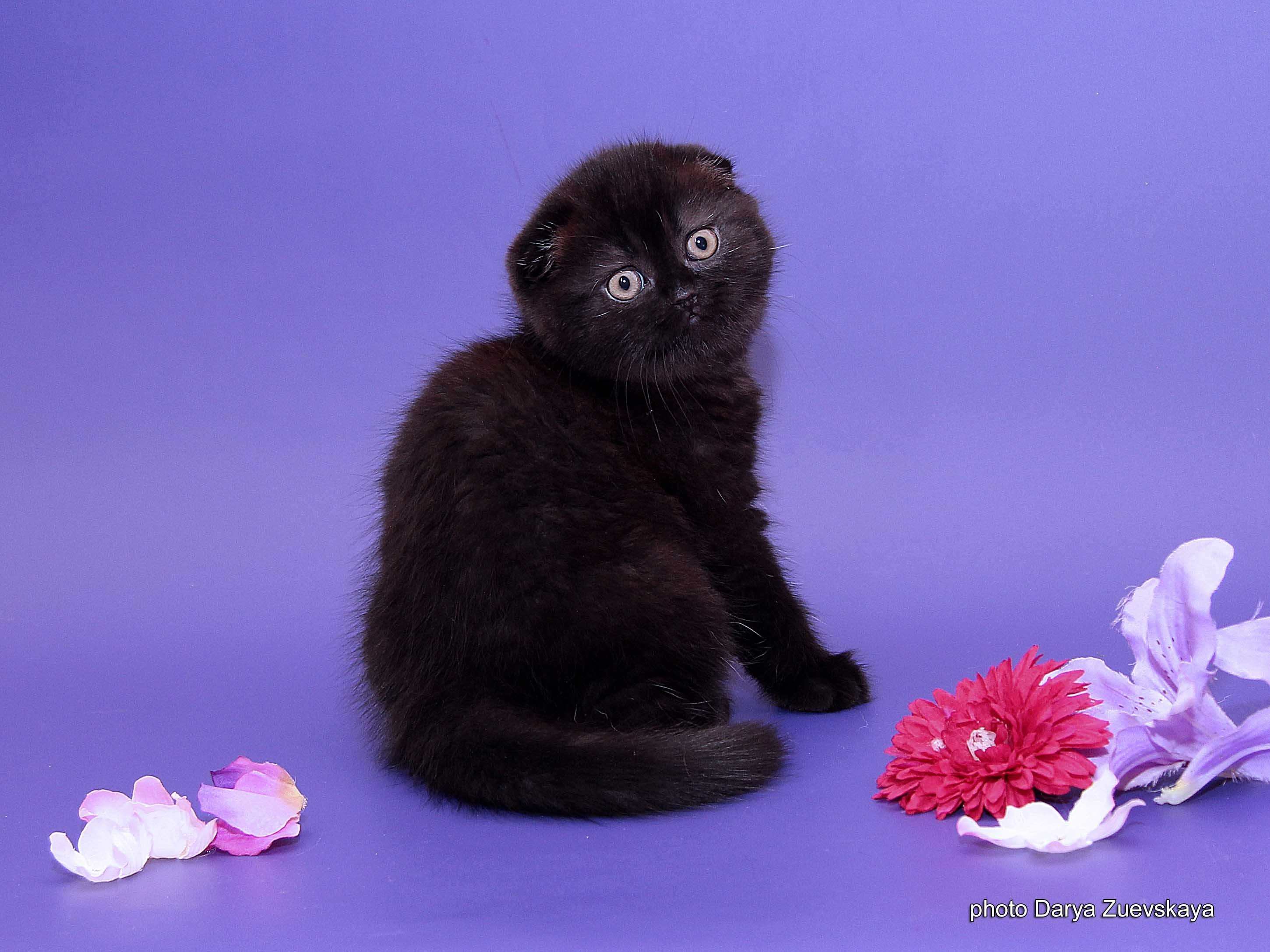 Шотландская вислоухая котята фото черного окраса