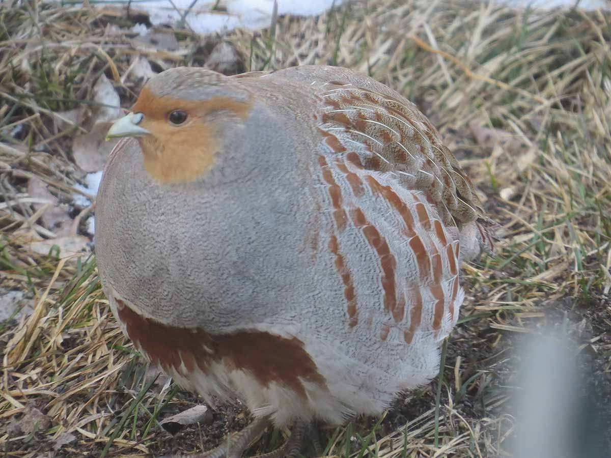 Перепелка и куропатка отличие фото и описание