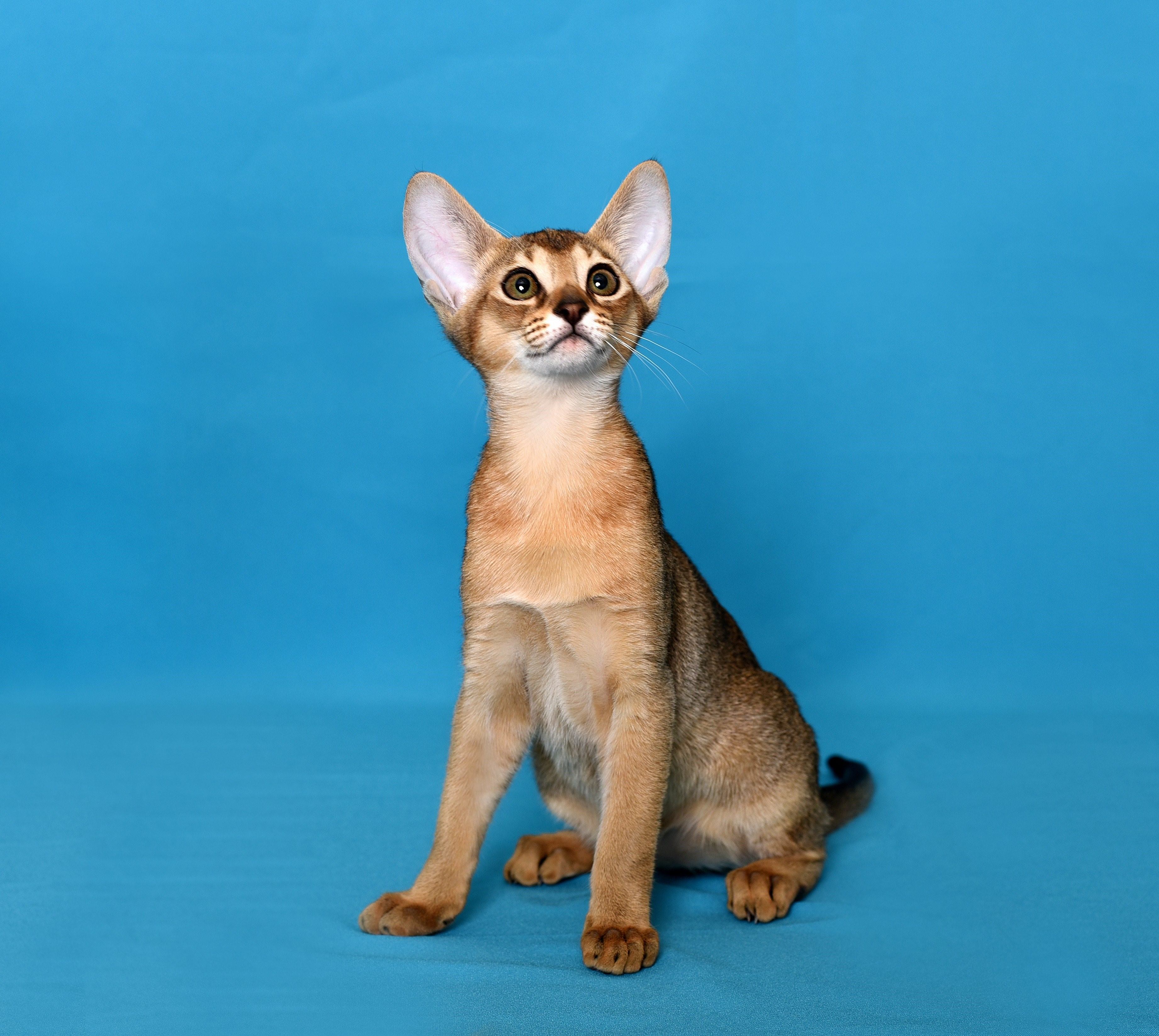 Абиссинская кошка окрасы с фото