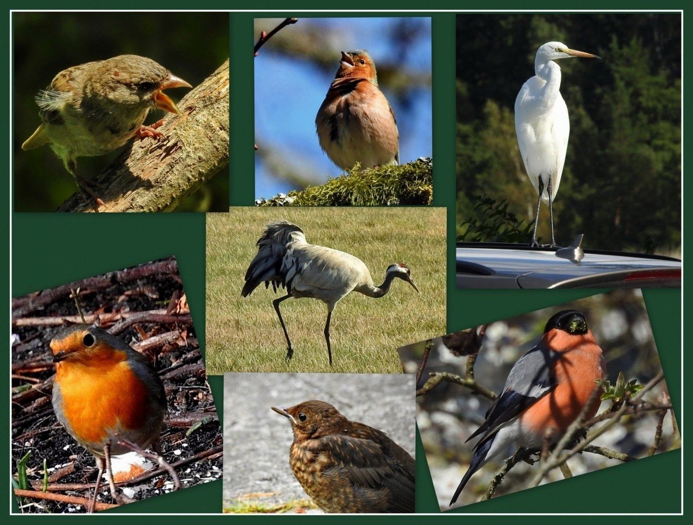 Перелетные птицы воронежской области фото с названиями