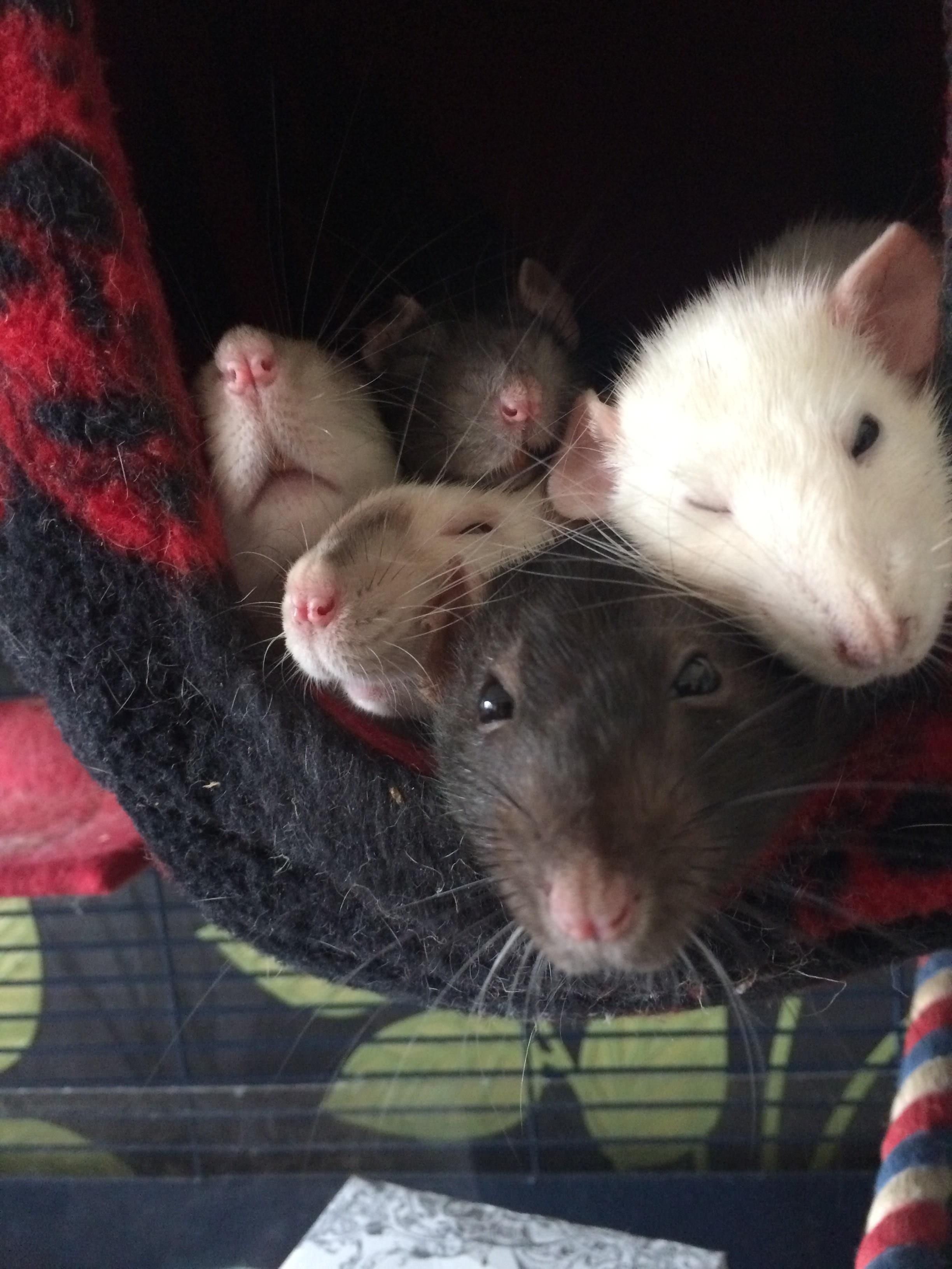 5 крыс на одной фотографии