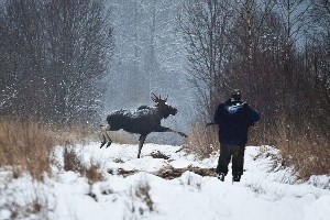 Лесной лось