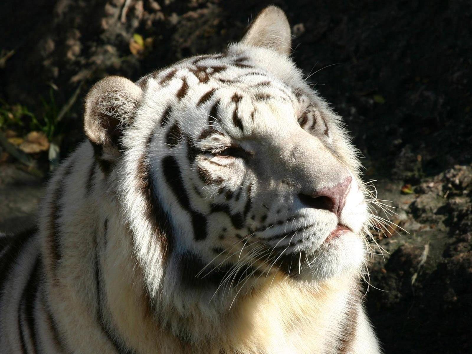 Фото белого тигра с голубыми глазами