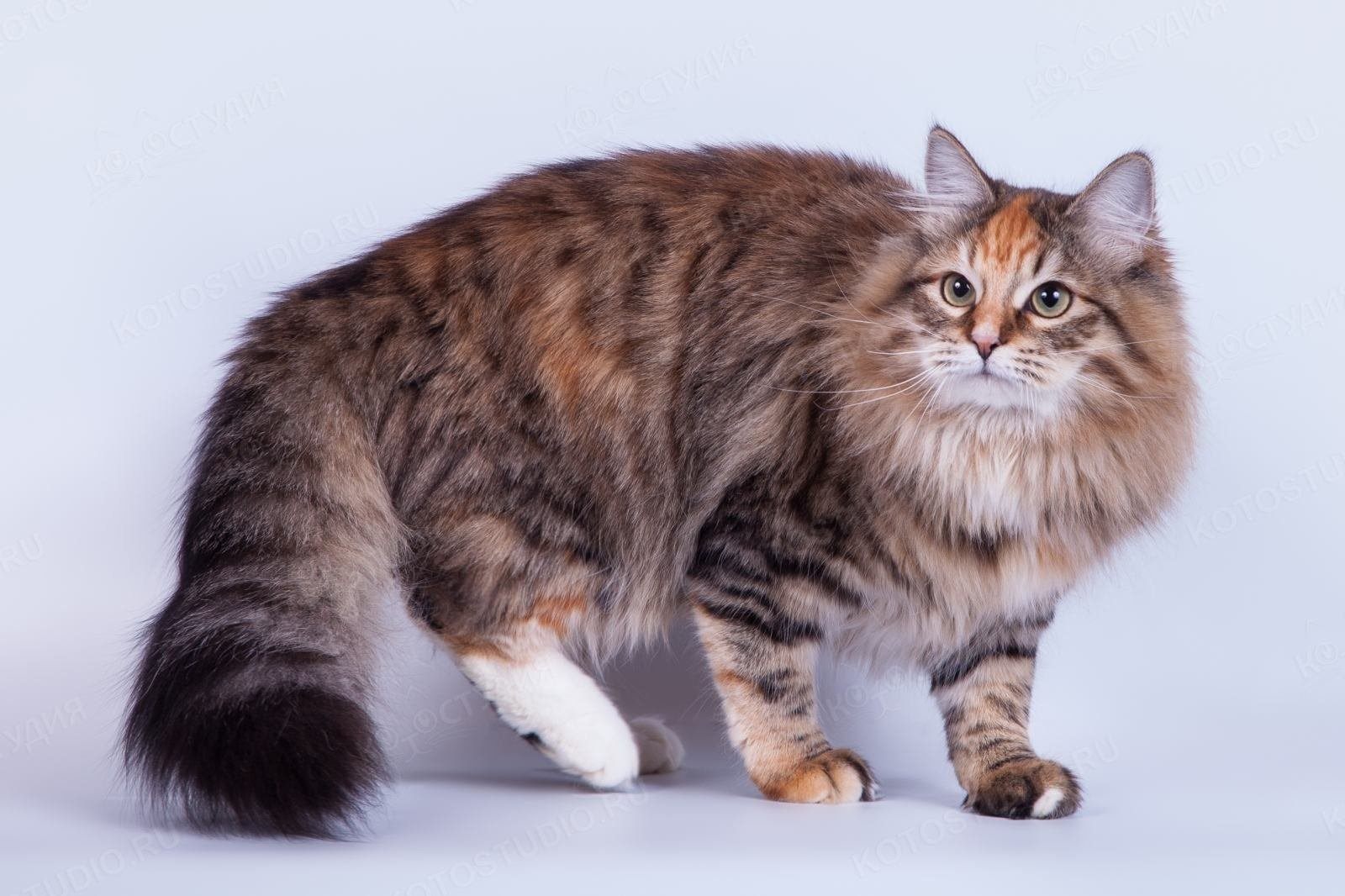 Описание породы кошки сибирской породы фото