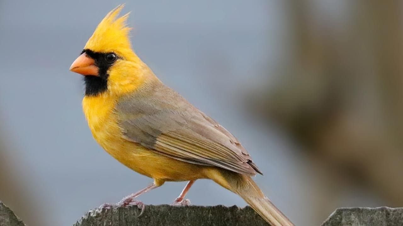 Маленькая Птица С Желтыми Крыльями