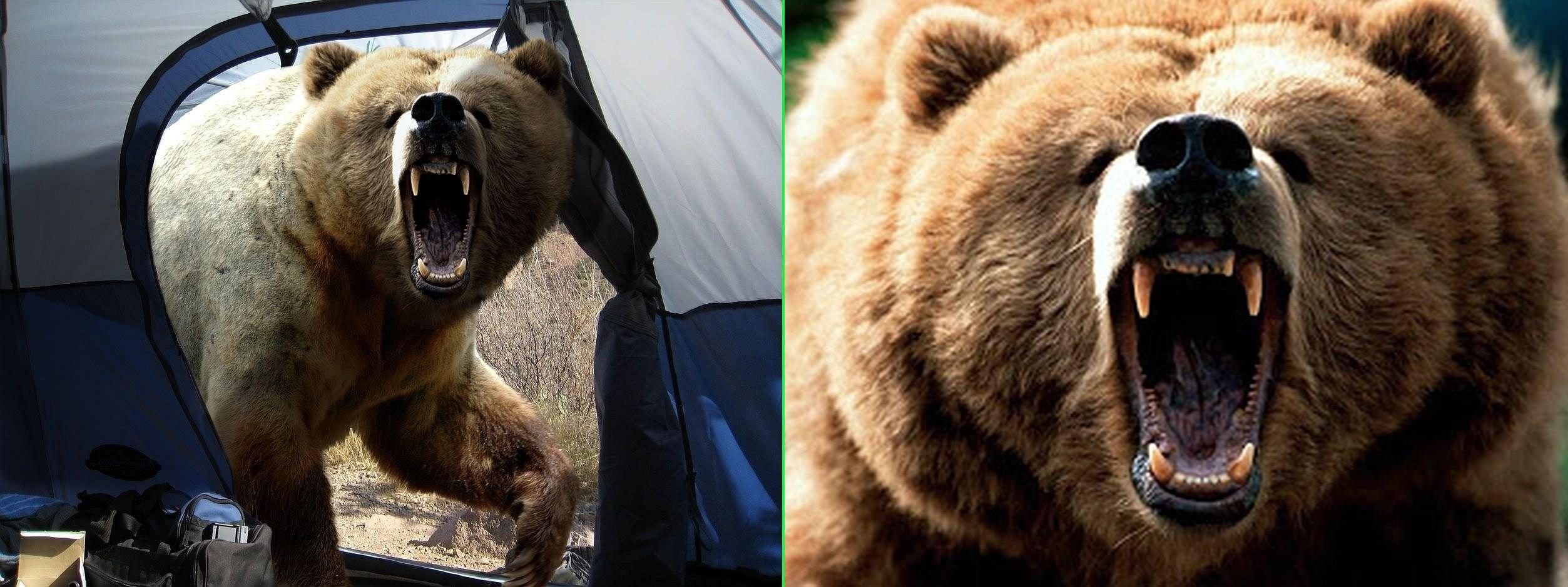 предсмертное фото медведь