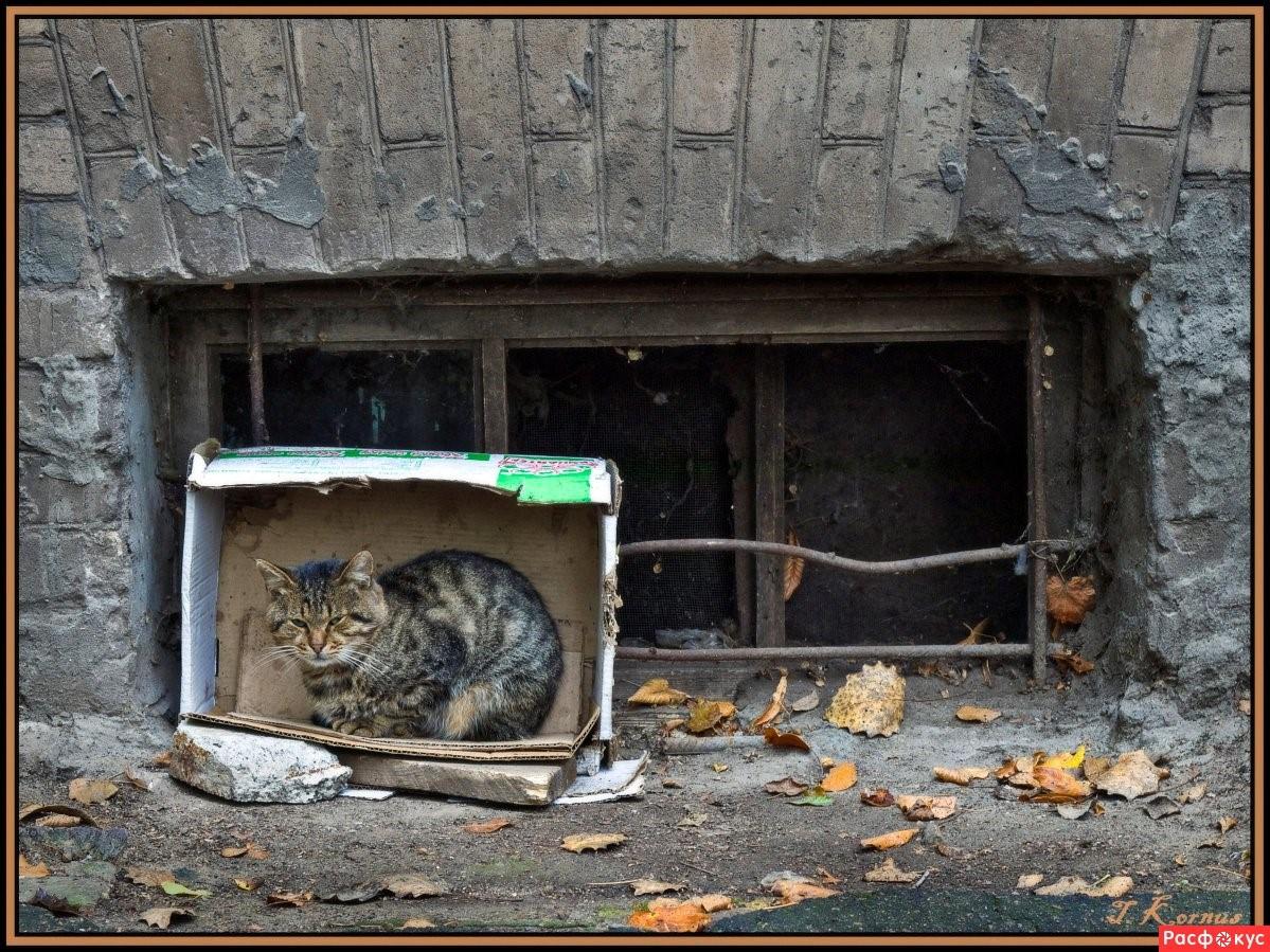 Помоечный кот картинка