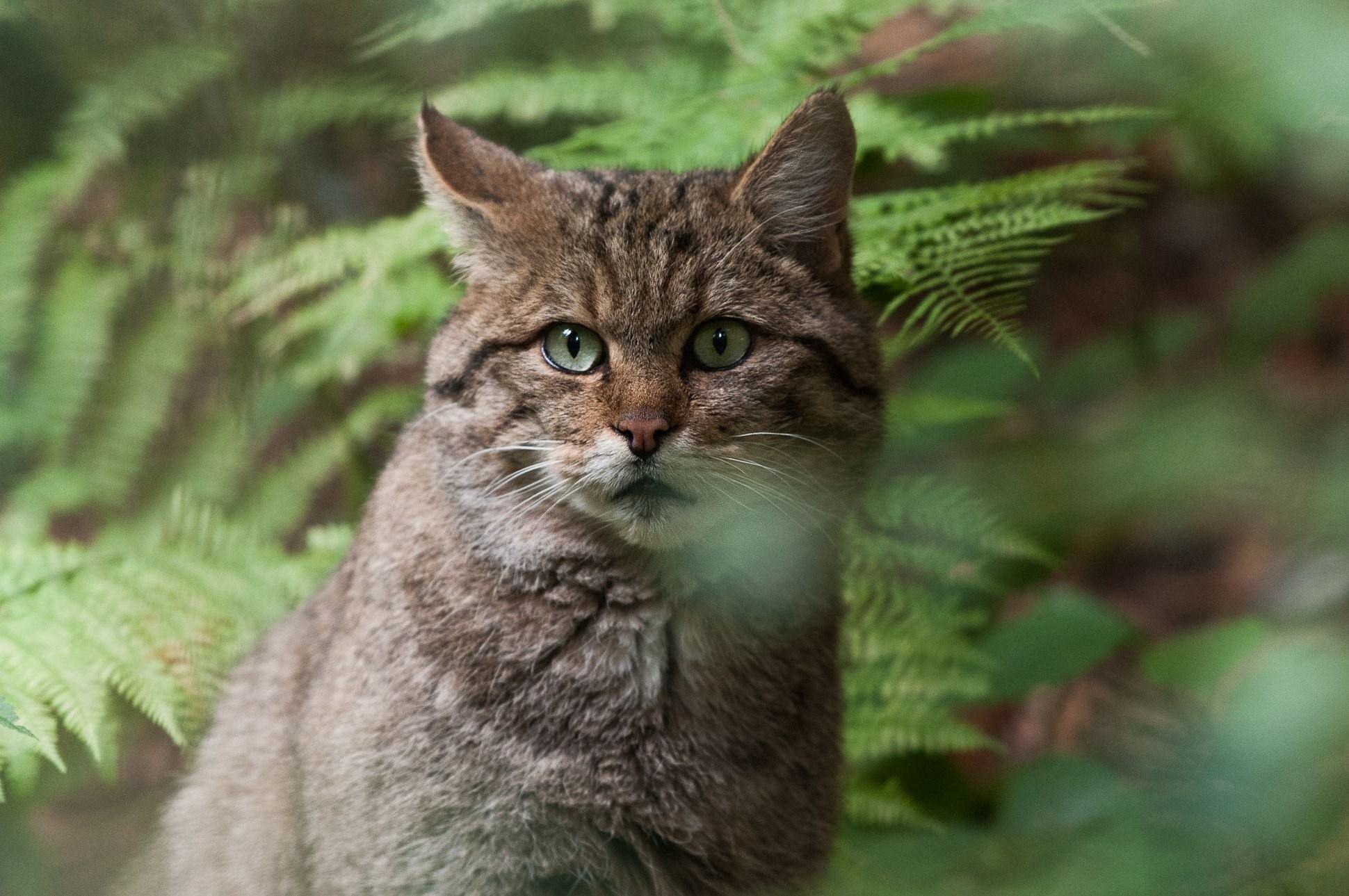 Фото дикого лесного кота