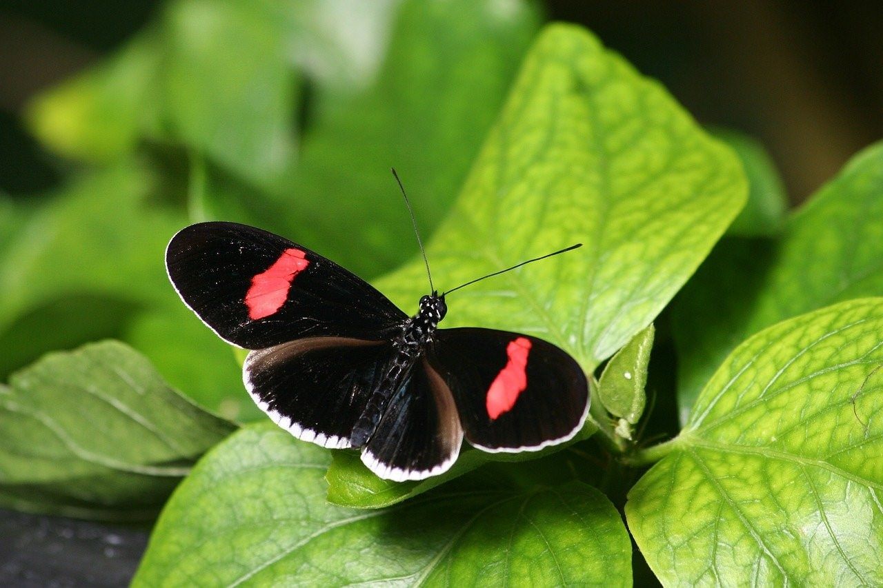 Бабочка вампир. Бабочка парусник Коцебу. Бордовая бабочка насекомое. Черно красная бабочка. Темно красная бабочка насекомое.