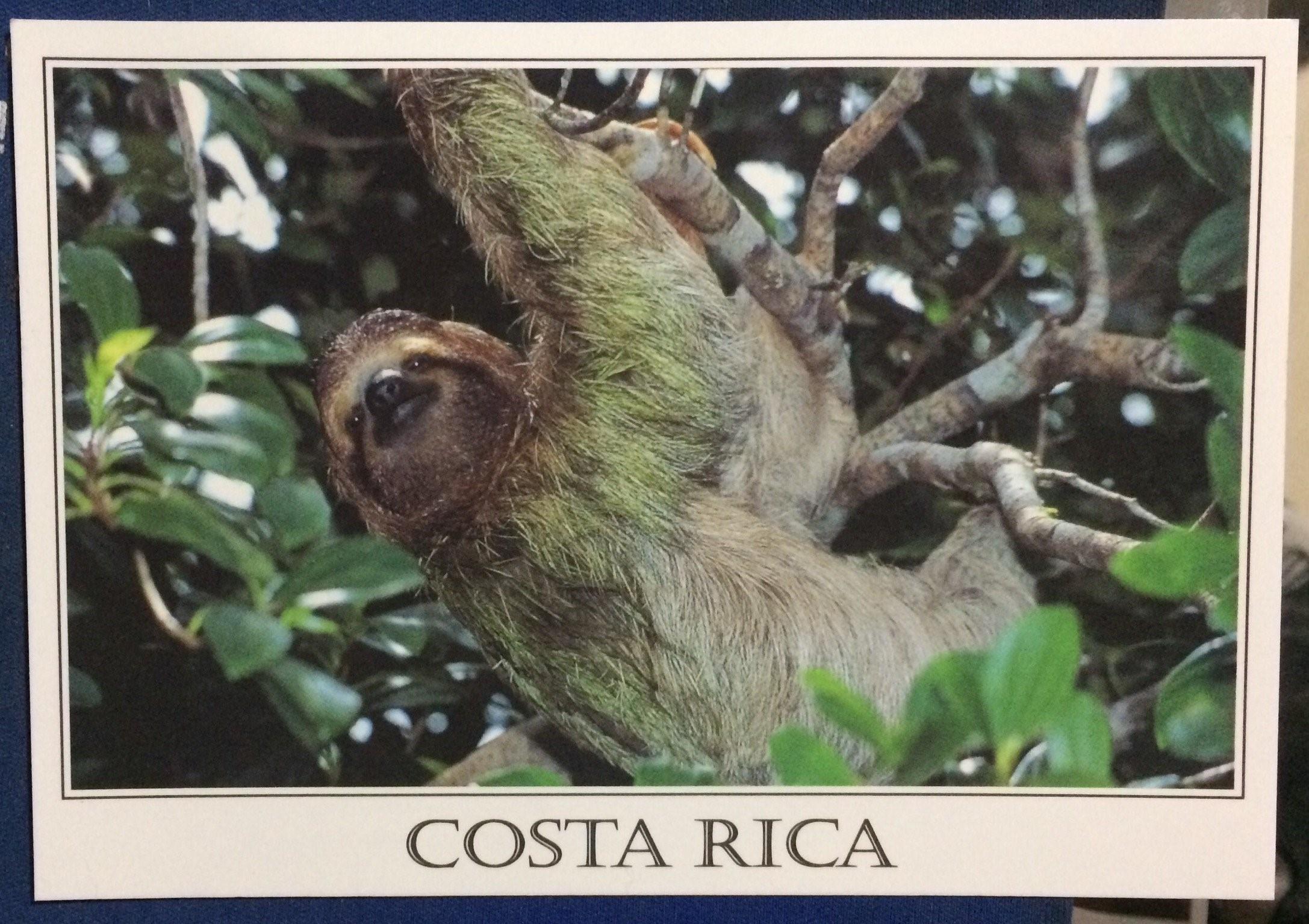 Ленивец где обитает на каком. Коста Рика ленивцы. Трехпалый Ленивец зеленый. Шерсть ленивца. Ленивец и водоросли.