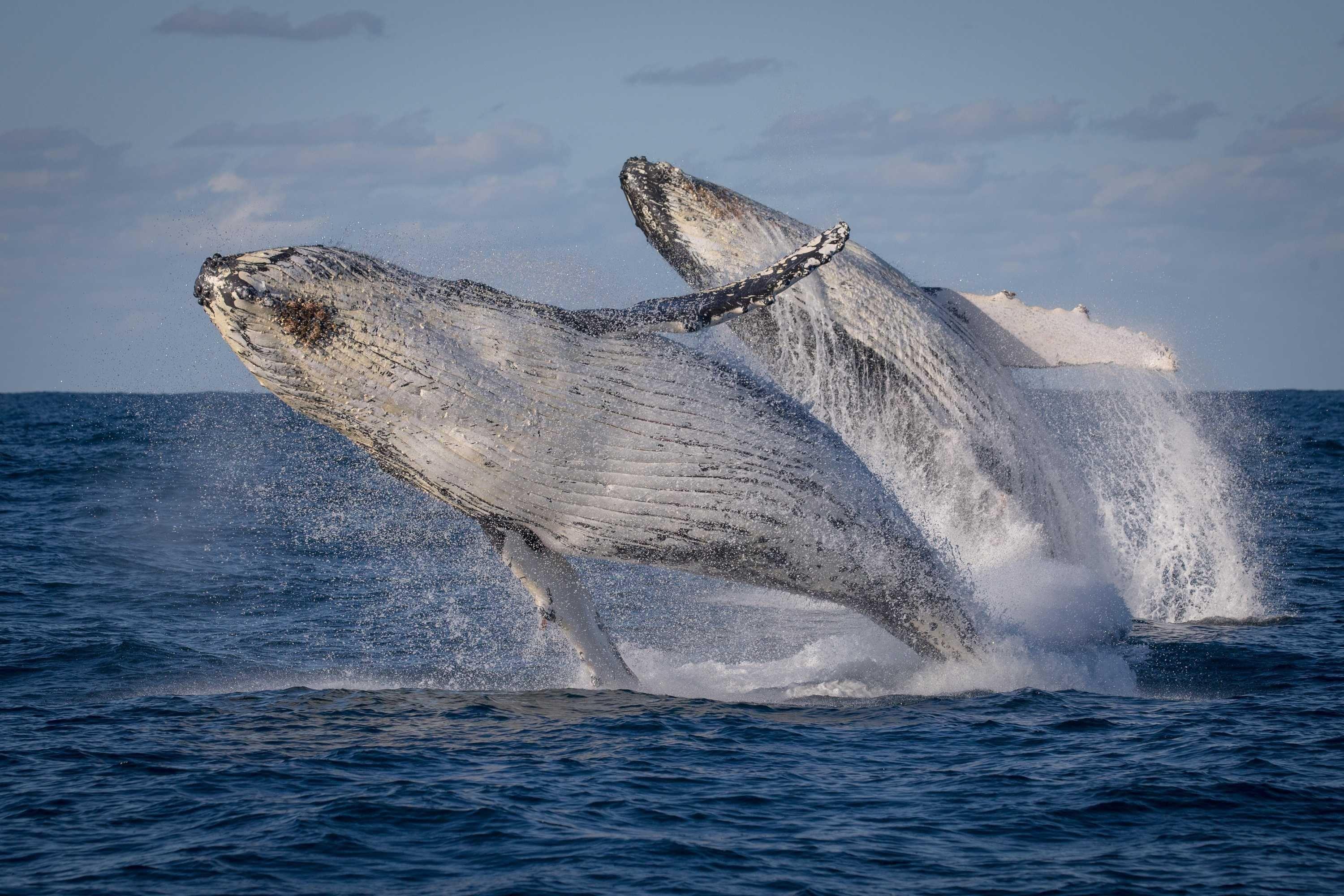 Горбатый кит Австралия