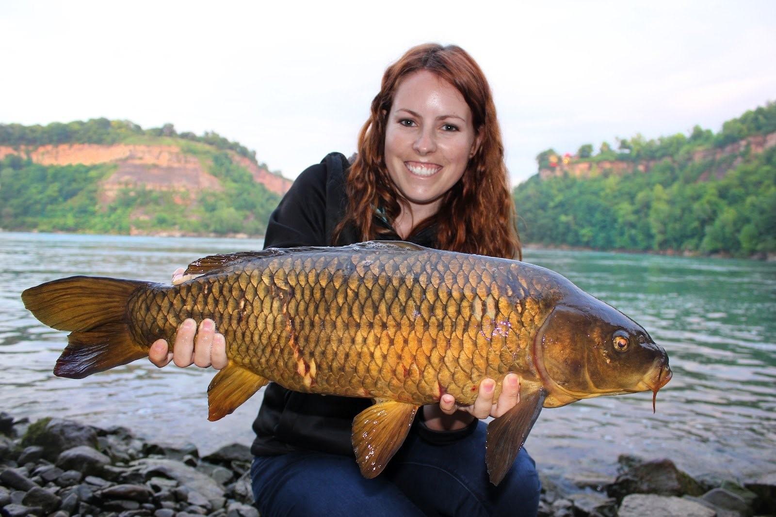 Карп разное. Сазан сазан. Горбатый сазан. Рыба Карп сазан. Карп (Cyprinus Carpio).