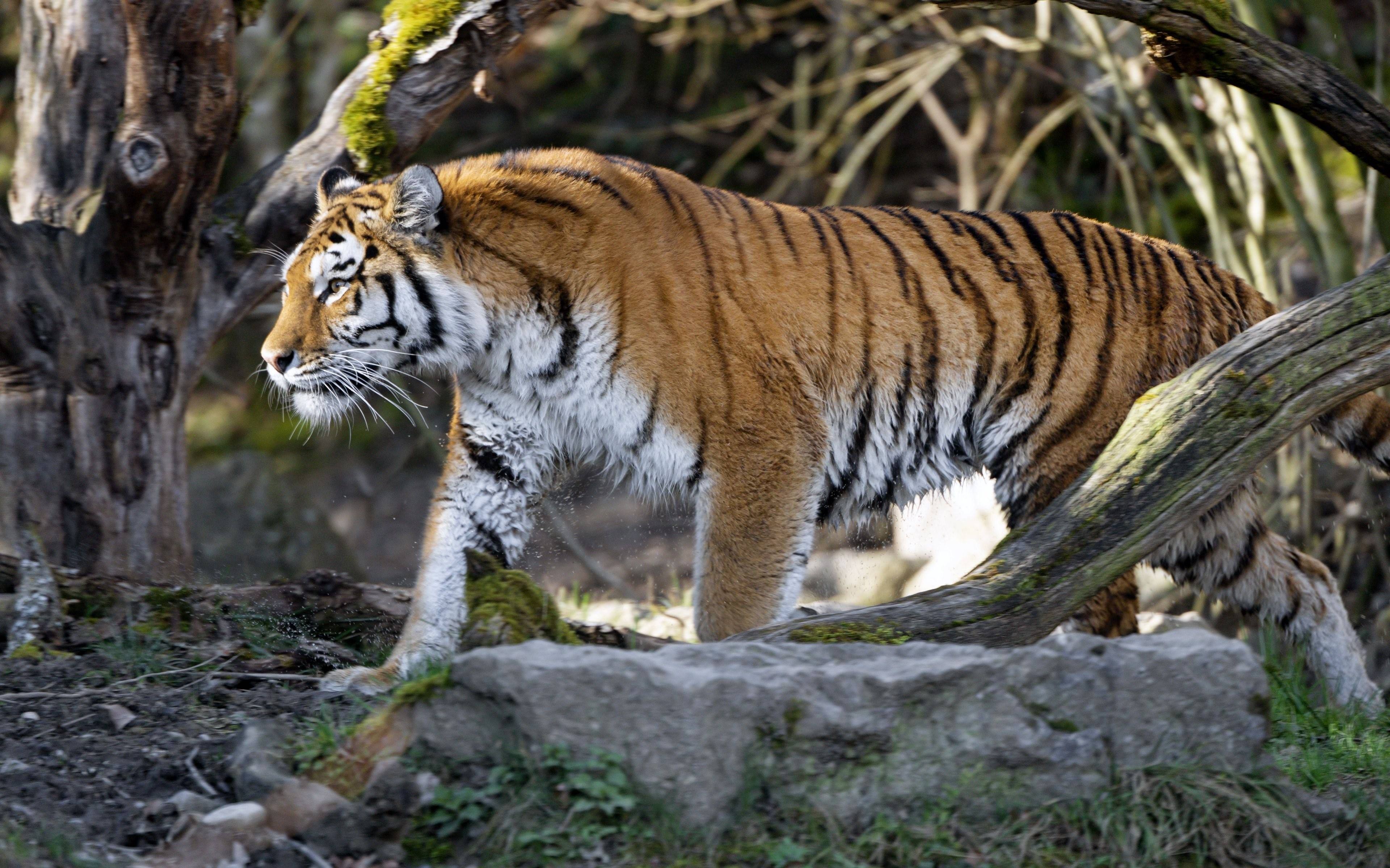 Фото южно китайского тигра