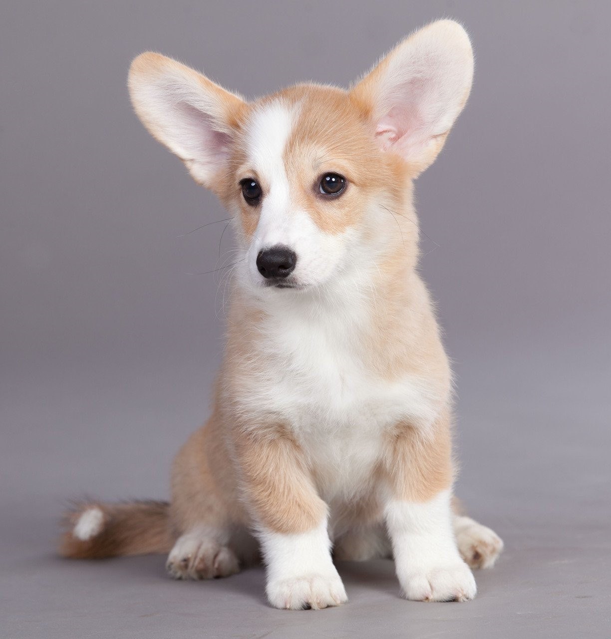 Фото маленьких собак с большими ушами