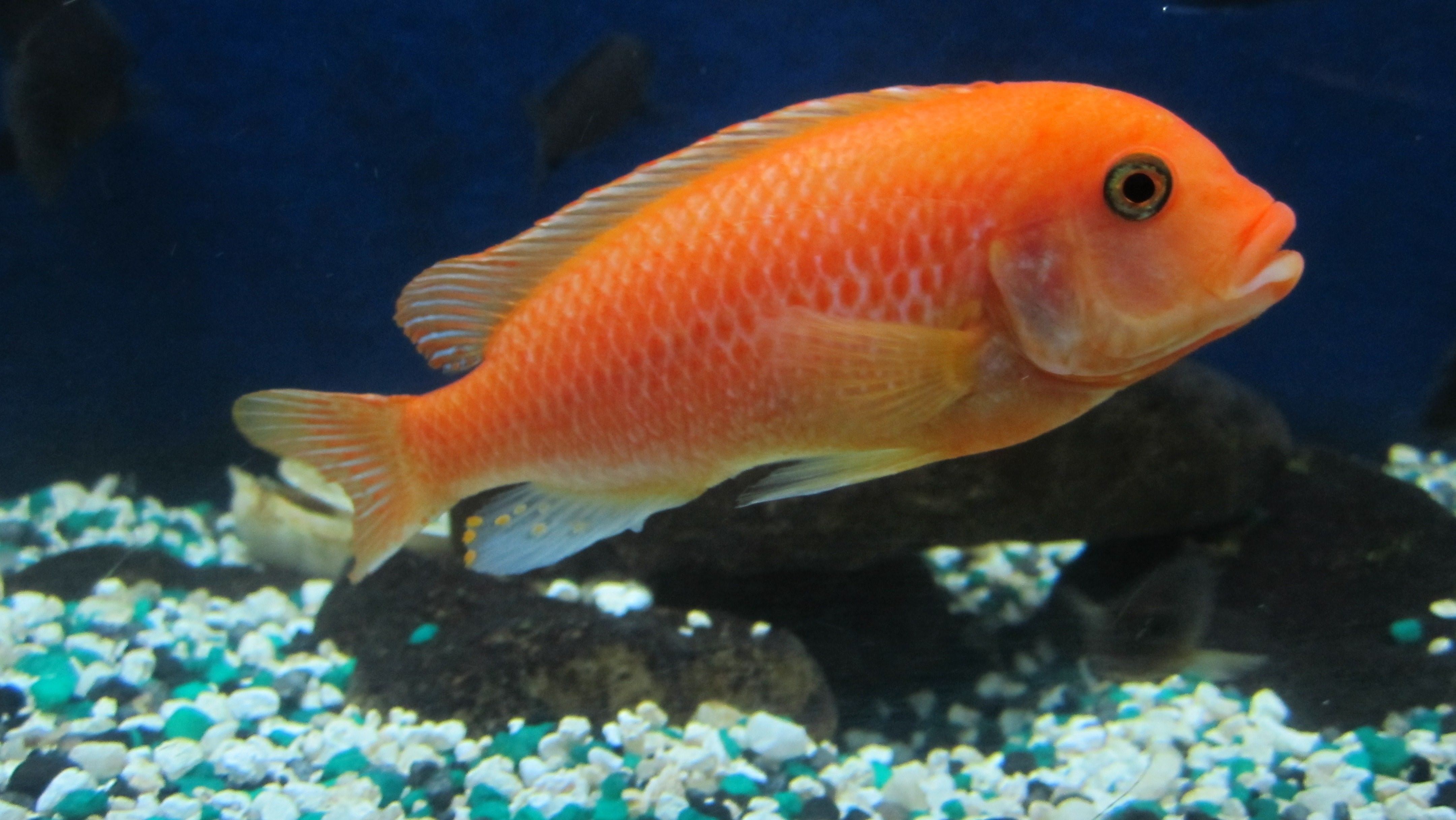 Оранжевые Рыбки Аквариумные