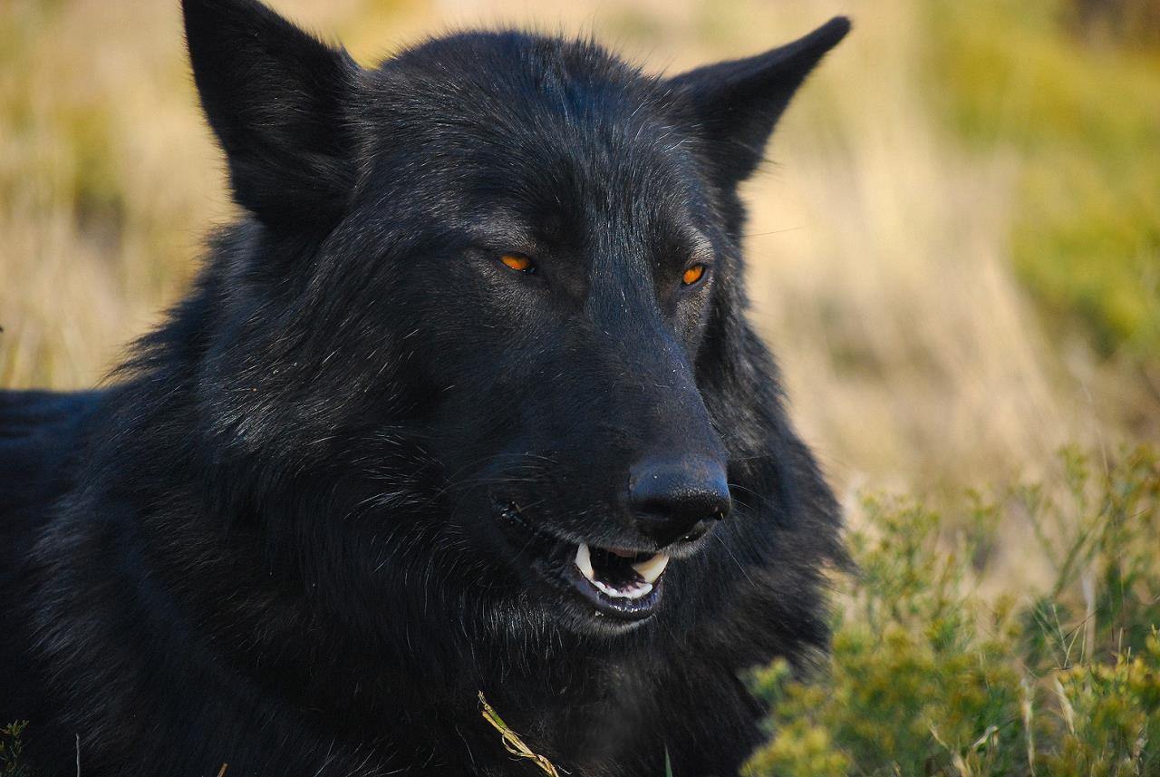 Черный волк фото