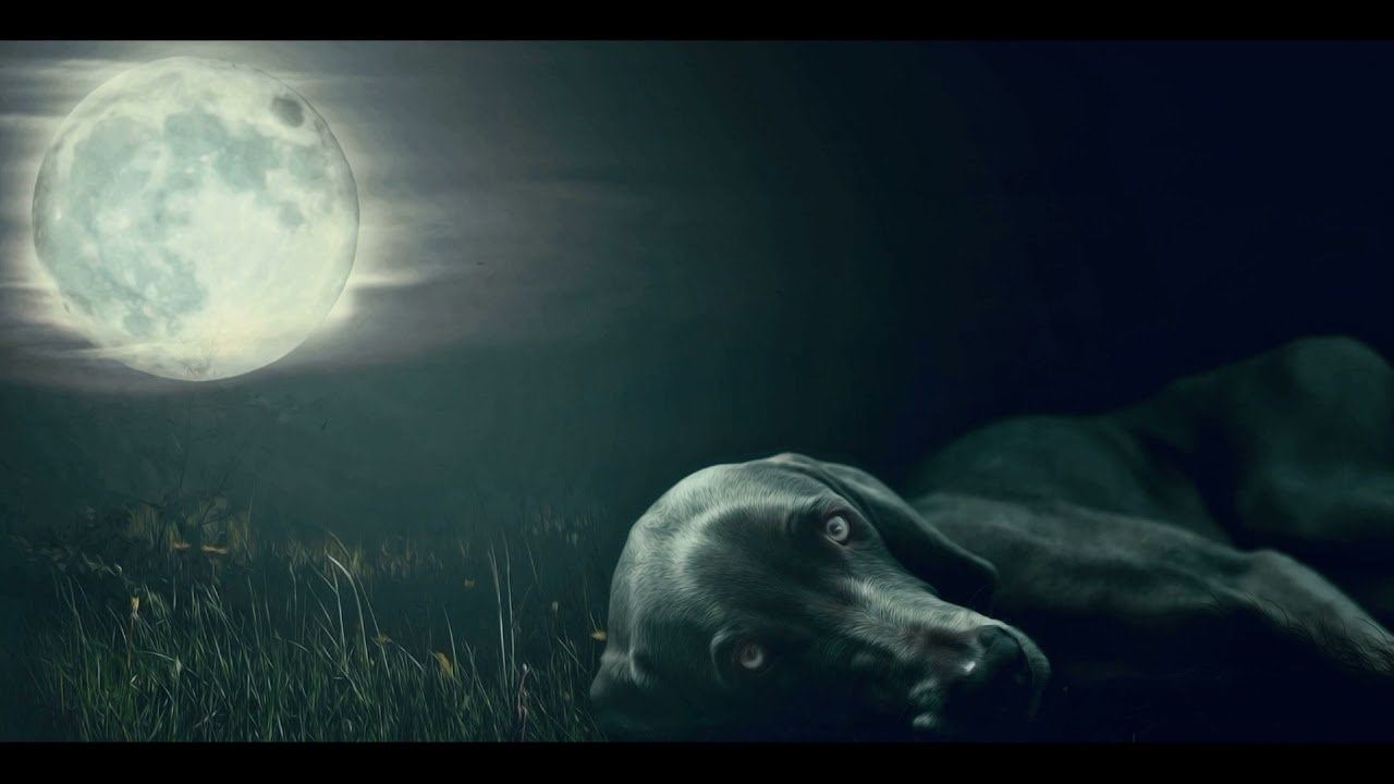 Собака Луна