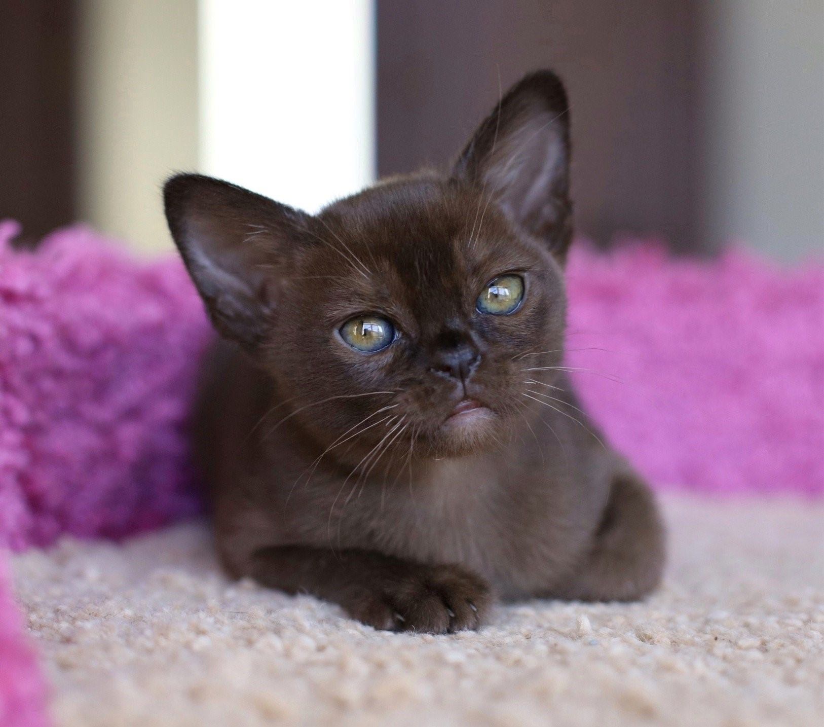 Голубая бурма. Бурманская кошка. Европейская Бурма кошка. Бурманский кот голубой. Котята породы Бурма.