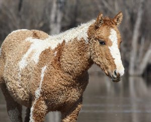 Кучерявая забайкальская лошадь