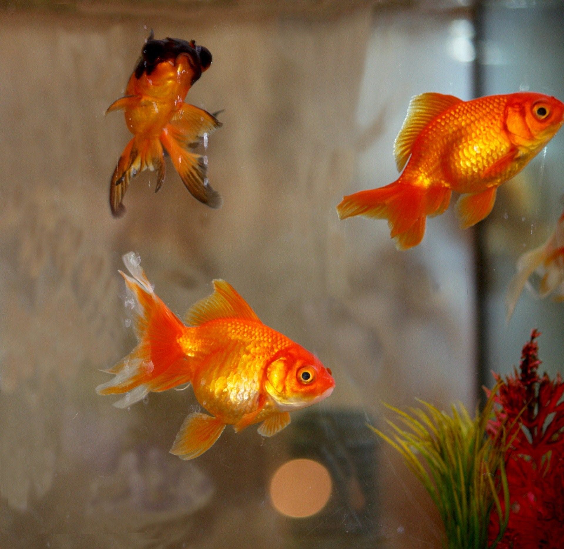 Сколько живет золотая рыбка в аквариуме
