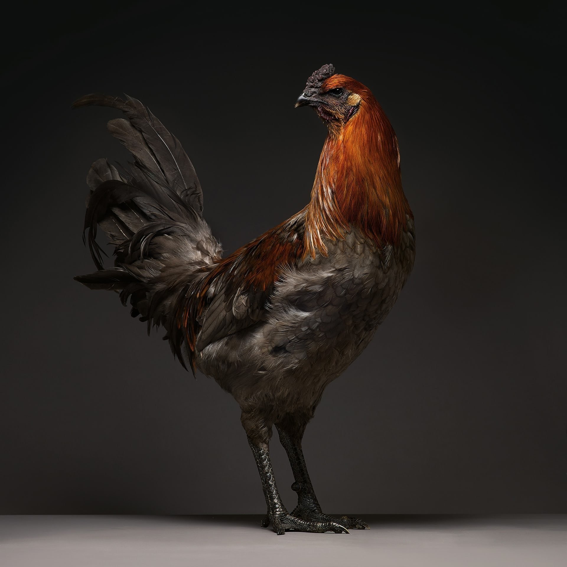 Самая красивая курица в мире фото