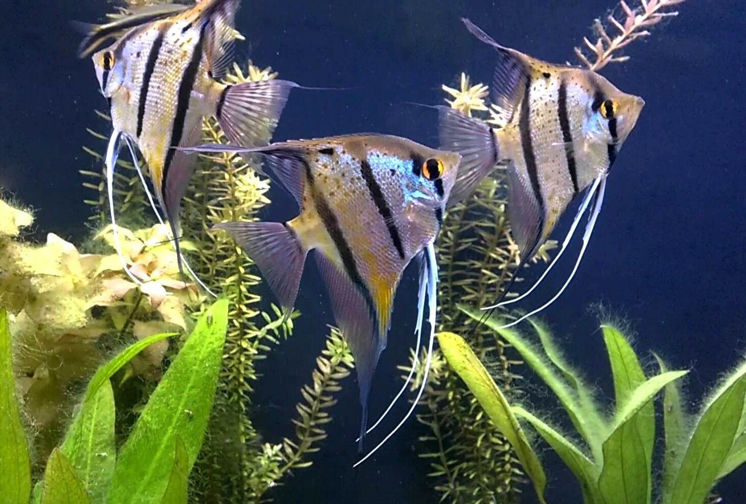Рыбки аквариумные скалярии фото с названиями и описанием