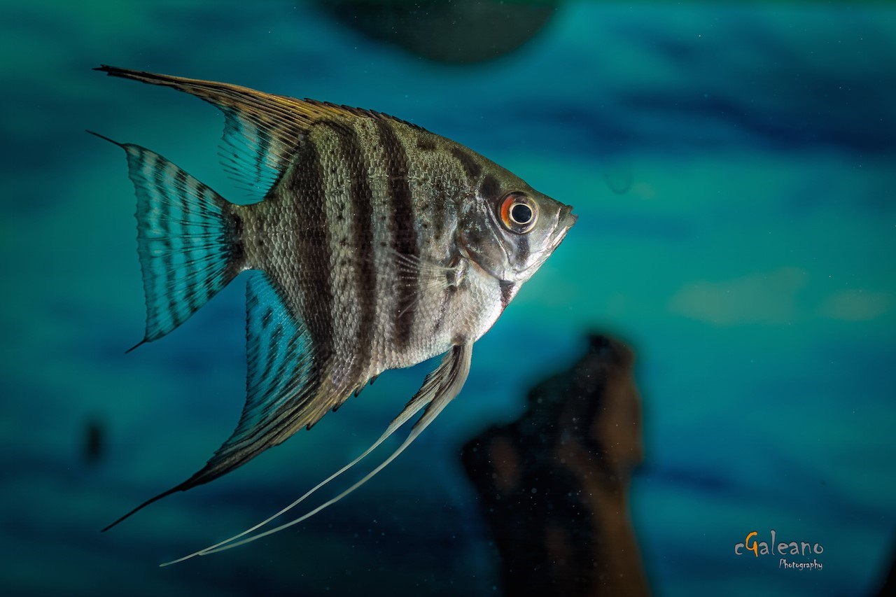 скалярия аквариумная рыбка виды фото