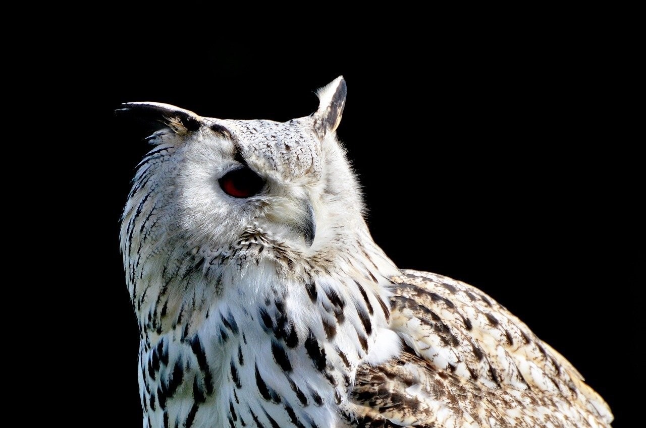 сибирская сова фото