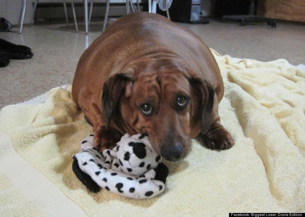 Фото самая толстая собака в мире фото