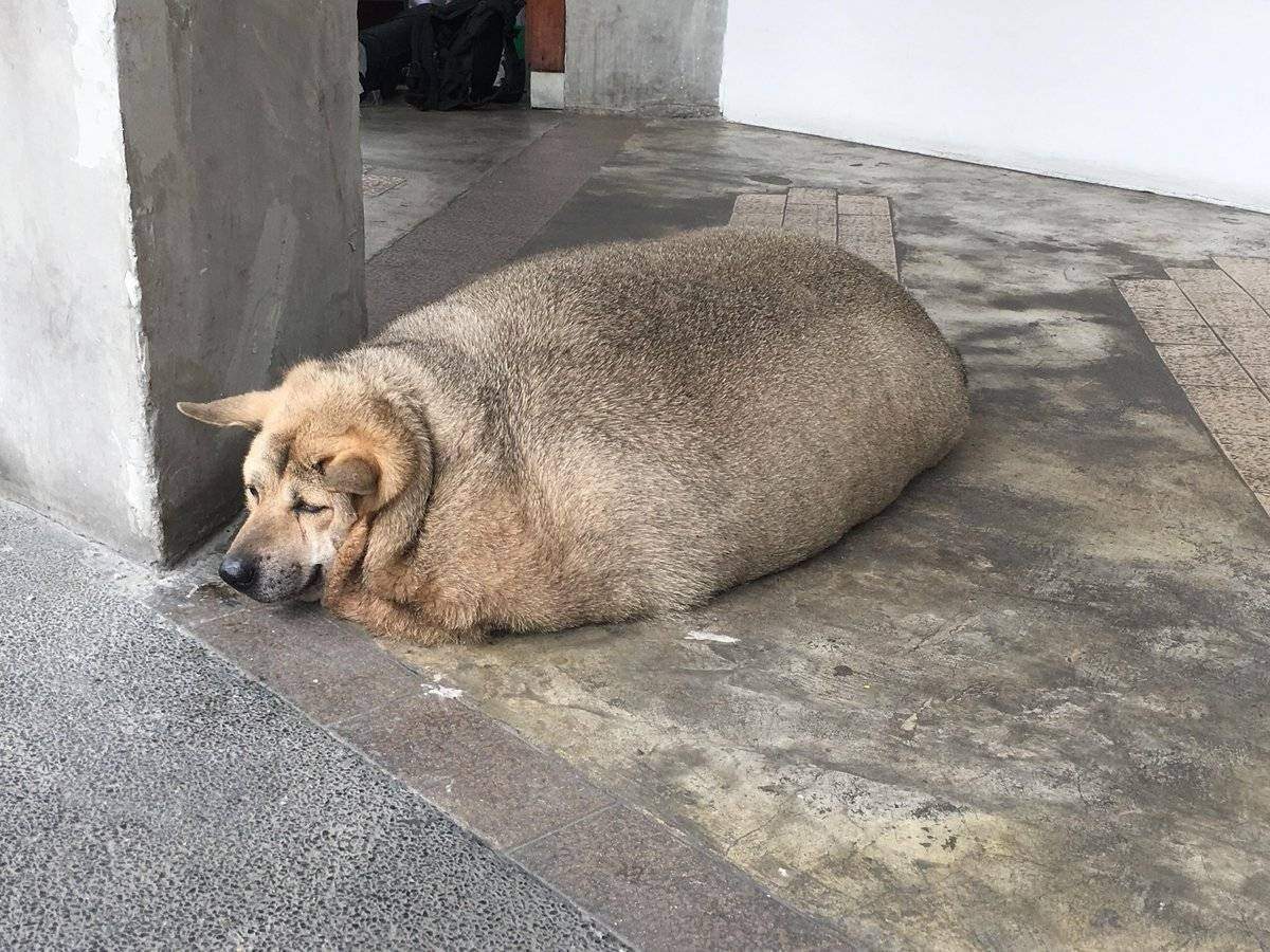 Фото самая толстая собака в мире фото